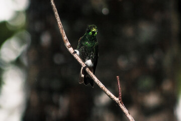 Hummingbird in Buenaventura Tropical Reserve Ecuador
