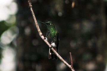 Hummingbird on Branch in Ecuador's Buenaventura Tropical Reserve