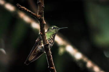 Hummingbird in the Rainforest of Buenaventura Tropical Reserve Ecuador