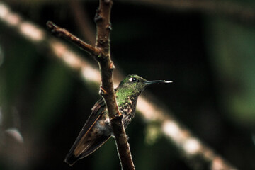 Hummingbird Perched in Buenaventura Tropical Reserve Ecuador
