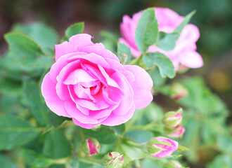 pink roses in the garden outdoors
