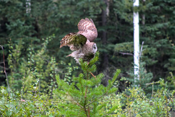 owl taking flight among green trees