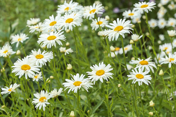 Chamomile daisy flowers blooming on flower bed in garden close up