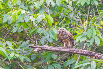 Barred owl feeding its owlet.Chesapeake and Ohio Canal National Historical Park.Maryland.USA