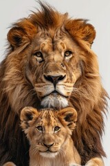 Fototapeta premium A mother lion surrounded by her two playful young cubs in a savannah environment