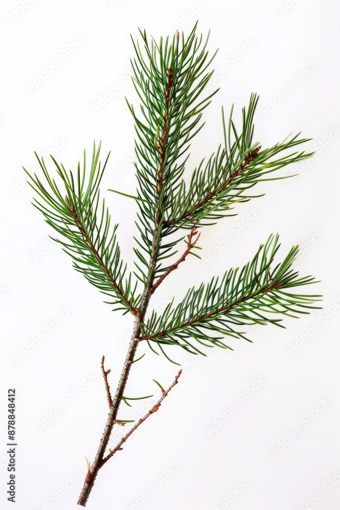 Poster a single pine tree branch on a clean white background, ideal for use in designs and compositions whe