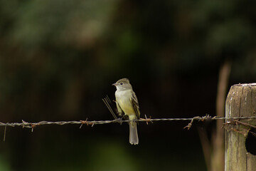 Guaracava-de-barriga-amarela
A guaracava-de-barriga-amarela é uma ave passeriforme da família Tyrannidae.
Possui os nomes comuns de maria-é-dia (São Paulo), maria-já-é-dia, bobo (Mato Grosso e Mato Gr
