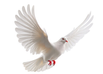 A white dove lying with wings spread wide isolated on transparent png background. White dove pigeon symbolizing peace, freedom, and purity