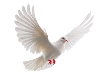 A white dove lying with wings spread wide isolated on transparent png background. White dove pigeon symbolizing peace, freedom, and purity