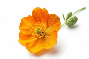 Orange Bougainvillea Isolated on White Background. Beautiful Bougainvillea Flower