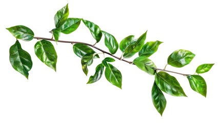 Obraz premium A branch with green leaves against a white background