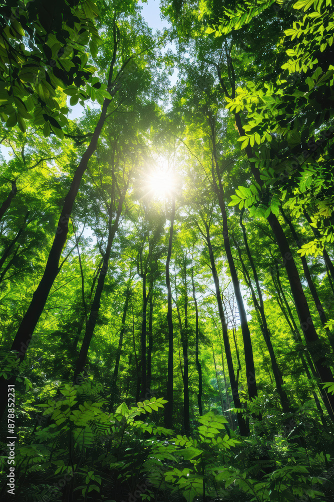 Poster sunlight filters through the dense forest canopy, illuminating the lush green foliage and creating a