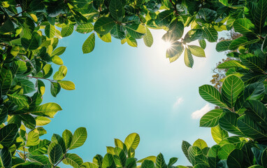 Obraz premium Sunlight peeks through lush green leaves forming a natural circular canopy against a bright blue sky.