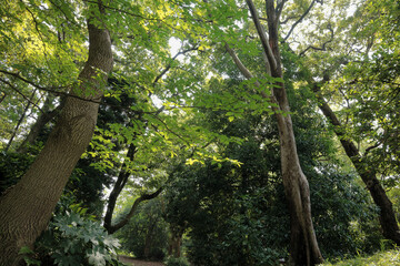 都心散歩　酷暑の浜離宮恩賜公園あたり