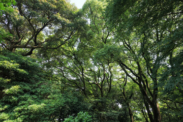都心散歩　酷暑の浜離宮恩賜公園あたり
