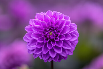 Close-up of a vibrant purple dahlia flower in full bloom, showcasing its intricate petal structure and vivid colors against a soft, blurred background.