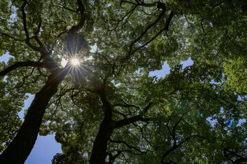 Obraz premium 都心散歩 真夏の浜離宮恩賜庭園