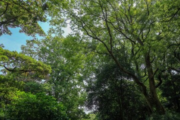 都心散歩　真夏の浜離宮恩賜庭園