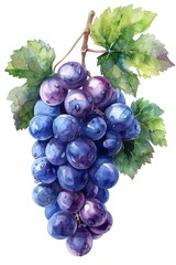 Fototapeta premium Vibrant Watercolor Grapes on Vine with Lush Green Leaves and Dewdrops.