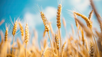 Fototapeta premium Golden Wheat Stalks Swaying in the Summer Breeze
