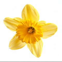 Yellow Daffodil Isolated on White Background. Beautiful Daffodil Flower