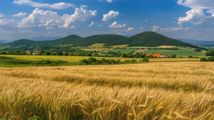 Fototapeta premium Golden Wheat Field with Rolling Hills and Blue Sky