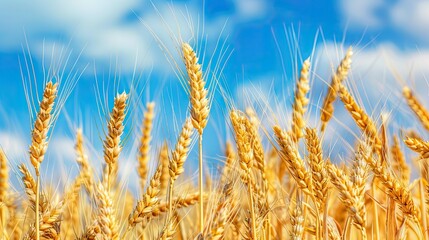Fototapeta premium Golden Wheat Stalks Under a Blue Sky