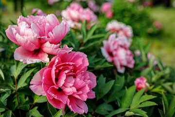 Obraz premium Beautiful peony flowers blooming in the garden on a sunny summer day