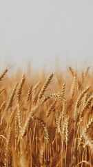 Fototapeta premium field of wheat