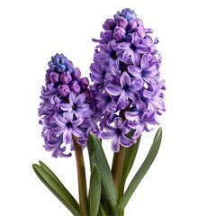Purple Hyacinth Isolated on White Background. Beautiful Hyacinth Flower