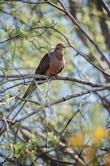 Bird in the Desert Botanical Garden, Phoenix, Arizona, United States of America.