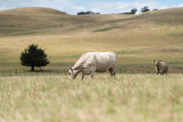 beautiful cattle in Australia  eating grass, grazing on pasture. Herd of cows free range beef being regenerative raised on an agricultural farm. Sustainable farming