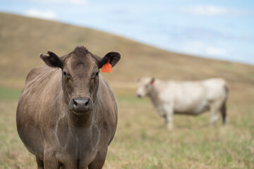 beautiful cattle in Australia  eating grass, grazing on pasture. Herd of cows free range beef being regenerative raised on an agricultural farm. Sustainable farming