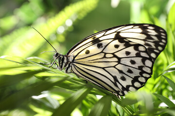 Beautiful rice paper butterfly on green plant in garden