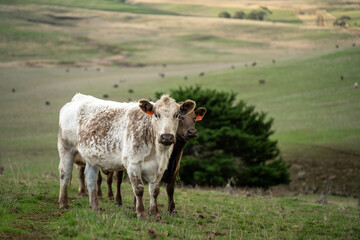 'Agricultural sustainable cattle raising livestock practices on a regenerative agriculture farm. Sustainable agriculture in Australia. cows grazing at sunset in in green short grass after a drought