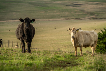 'Agricultural sustainable cattle raising livestock practices on a regenerative agriculture farm. Sustainable agriculture in Australia. cows grazing at sunset in in green short grass after a drought