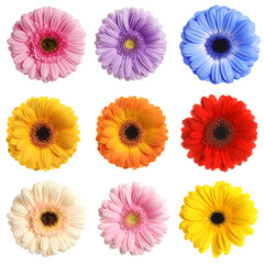 Many beautiful gerbera flowers isolated on white, set