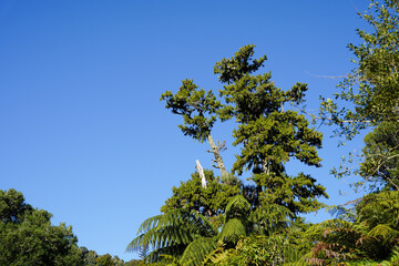 A rimu tree (Dacrydium cupressinum), a native New Zealand coniferous tree