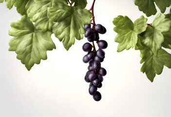 botanical olated grape plant botany white detailed food ultravioletrays single hanging fruit green elements succulent 1839 branch vine black background 1817 illustration treebranch old published