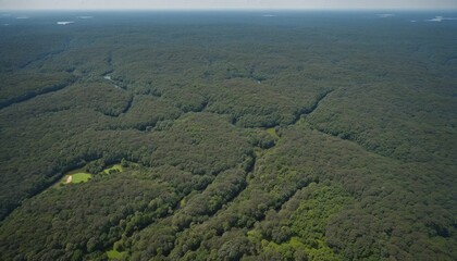 forest landscape, top view