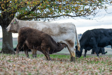 Stud Angus, wagyu, Murray grey, Dairy and beef Cows and Bulls grazing on grass and pasture in a...