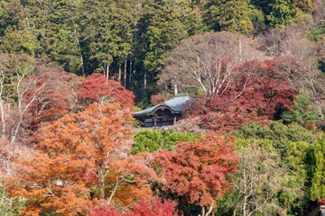 ちょうど見頃のカラフルな紅葉に囲まれたお寺のお堂の情景