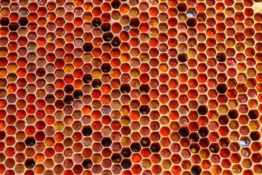 Frame with honey and honeycomb filled with bee bread and honey close-up. Beekeeping and healthy eating concept