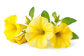 Yellow Petunia Isolated on White Background. Beautiful Petunia Flower