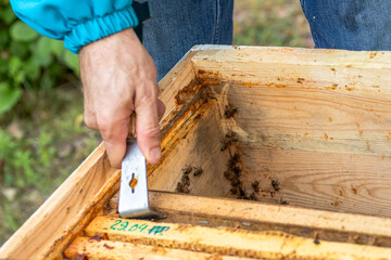 Beekeeper using a hive tool to pry open a beehive