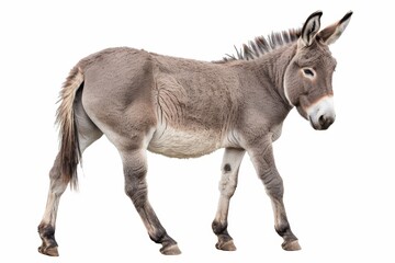 Obraz premium Donkey with gray coat, looking in profile, isolated on a white background, minimalistic composition