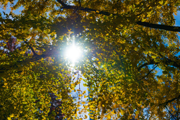 Yellow color foliage in fall forest. Autumn nature scene. Forest tree top. Tree top in autumn. Tree in the fall forest. Beauty of nature. Autumn background landscape. Sun glare