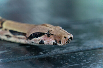 A red-tailed boa gracefully slithers across the forest floor, its muscular, patterned body blending...