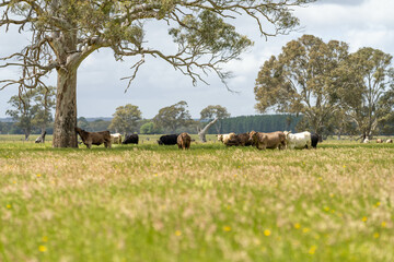 tall grass with seed heads with a herd of angus and murray grey cows, steers and bulls grazing on...