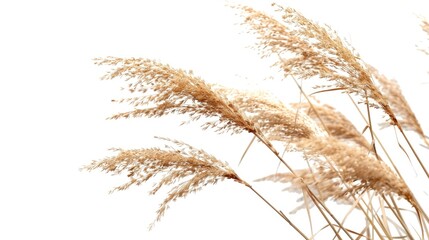 Obraz premium A close-up photo of a bunch of tall grass